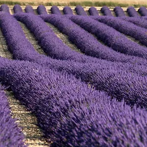 La Provencale , Valensole France